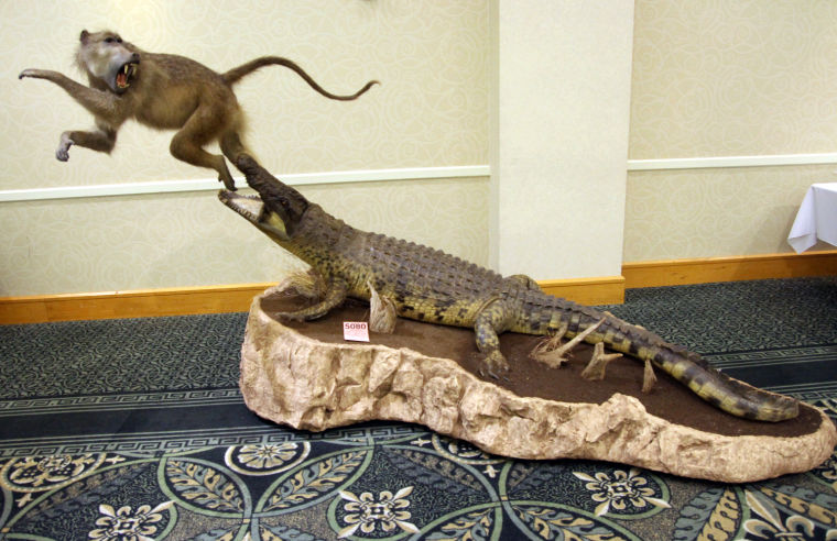 Texas Taxidermy Convention at KCC
